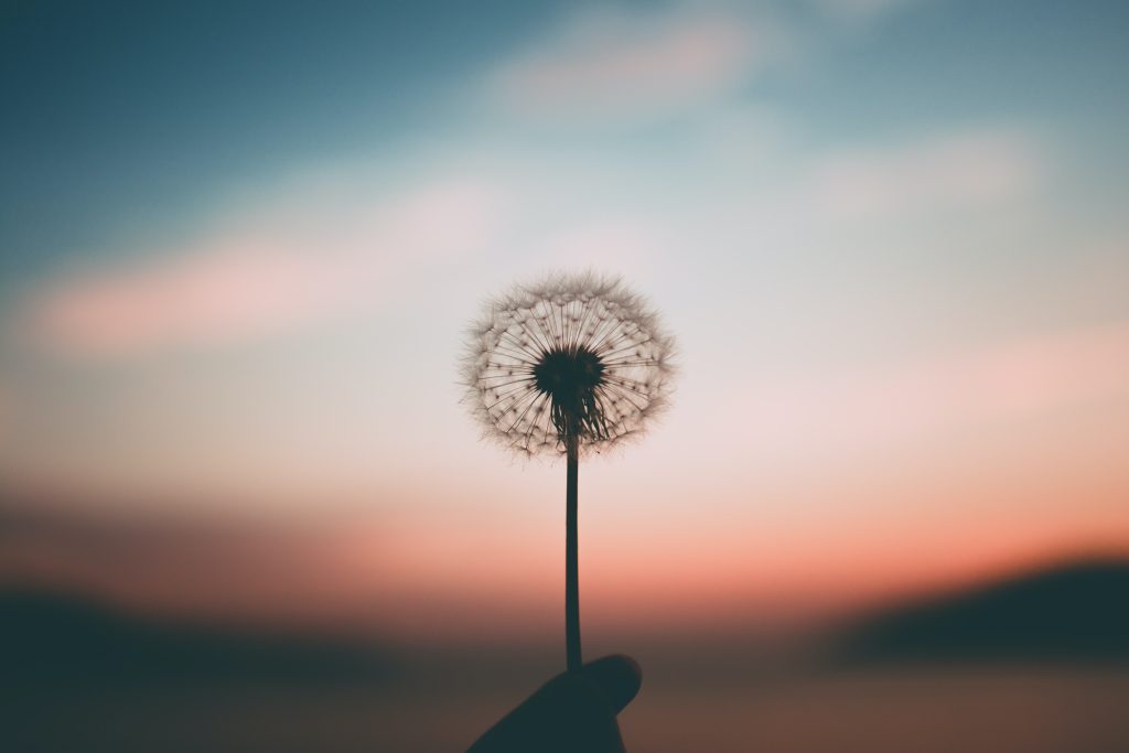 Dandelion against a sunset