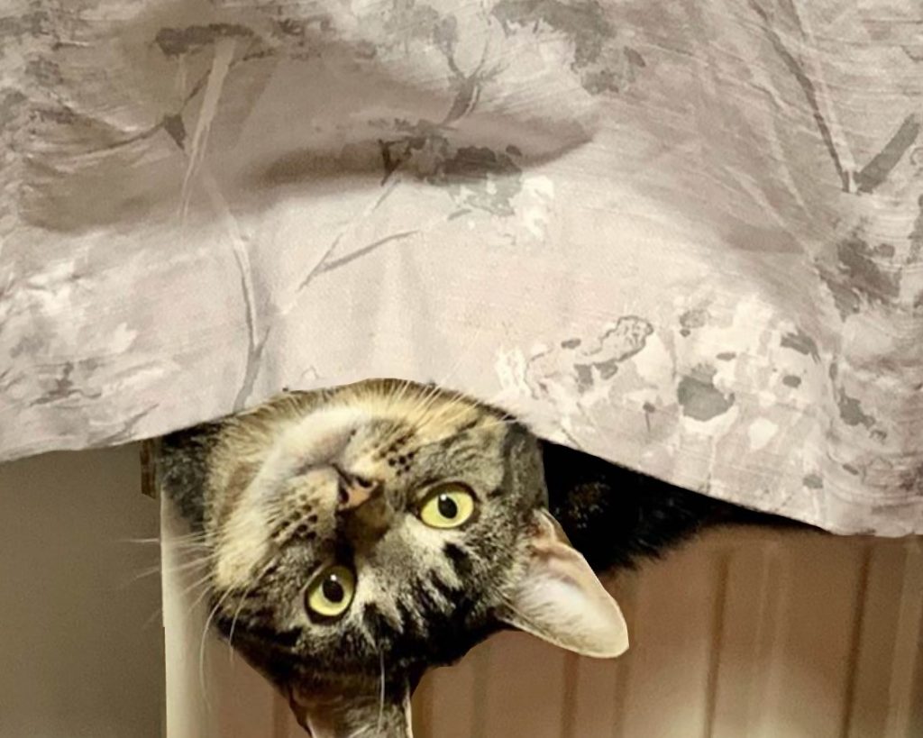 cat beneath a sheet