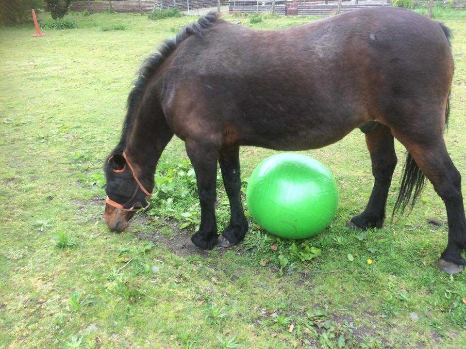 bay horse with big green ball