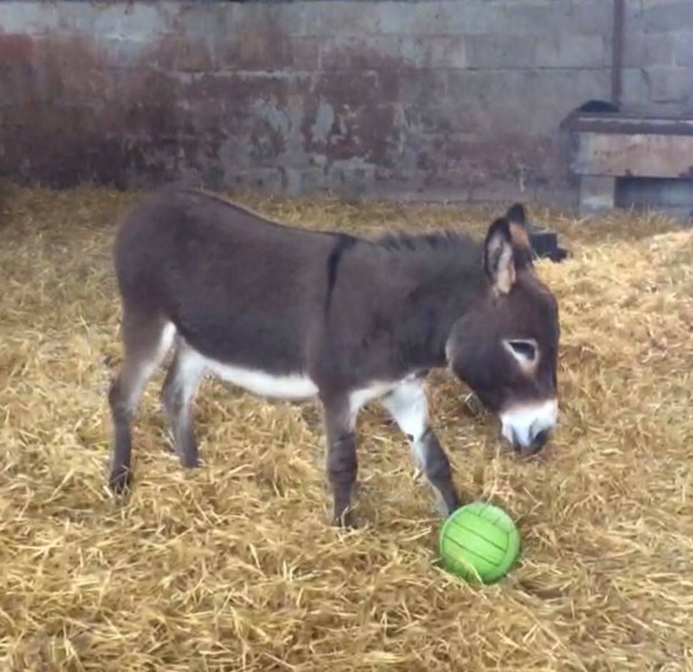 donkey with ball
