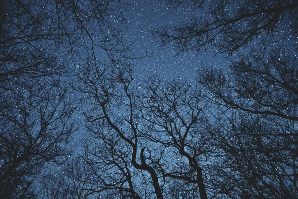 trees against a dark sky